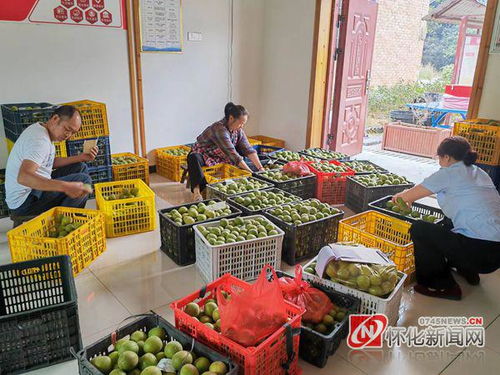 陇城镇 争种甜甜果 丰收有 钱 景