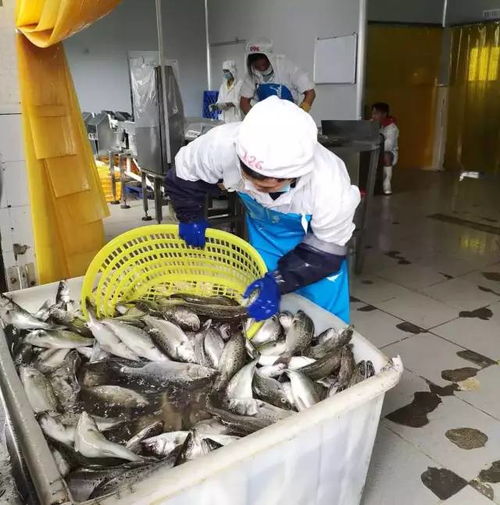 给力 台风过后,斗门区水产养殖加工企业基本全面复工