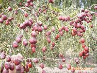 绿色无公害大米价格 型号 图片