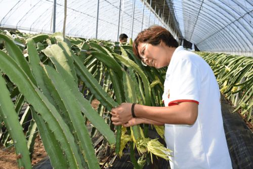 陕西阎良 为乡村振兴奠定产业基础