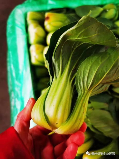 保供给,稳物价 德州市供销社系统全力抗击疫情