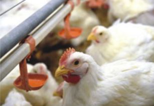 双汇白羽鸡市场行情分析：肉鸡与禽蛋价格走势解读