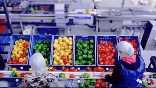 佳盛企智深加工共享工厂 创新农产品新型生产模式