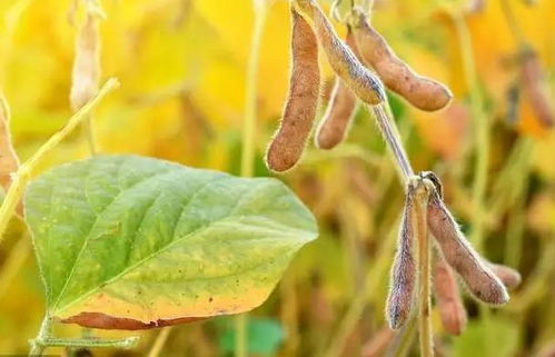 春茬蔬菜种植农产品质量安全提示