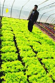 即墨沽河畔建万亩现代化菜园 蔬菜可直通网店销售