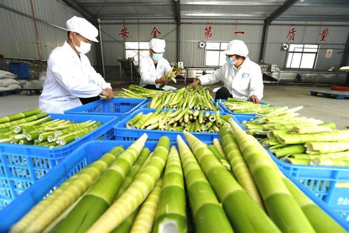 竹山农产品借力商会走进北京 家禽产业的成功突围